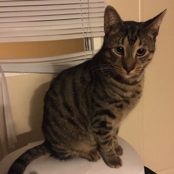 Custom pet portrait - Picture 6 of 6